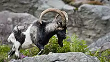 Photographie couleur d'une chèvre sauvage avec de longues cornes recourbées, sur un rocher