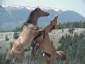 Photographie de deux chevaux cabrés se heurtant de face, sur fond de montagne enneigée.