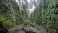 Fern Canyon