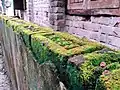 Algues vertes (et mousses) sur vieux mur humide