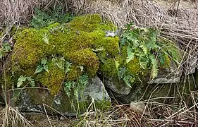 Polypode commun, espèce saxicole.