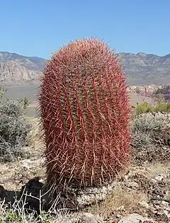 Description de l'image Ferocactus cylindraceus 12.jpg.