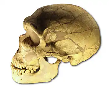 Crâne d'Homo neanderthalensis,La Ferrassie.