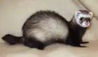 Furet putoisé zibeline avec masque plein, on distingue nettement les pattes et la queue plus foncée.