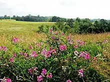 photo d'un champ fertile avec des fleurs au premier plan.