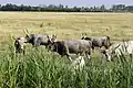 Des bœufs gris en train de boire