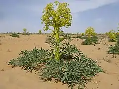 Photo d'une plante élevée, avec une rosette de feuilles vertes, une tige très épaisse vert jaunâtre et une panicule d'ombelles de la même couleur que la tige, dans un désert sablonneux.