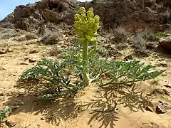 Inflorescence en boutons.