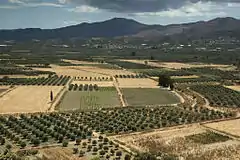 Photographie couleur montrant un paysage agricole, composé de champ de blé et d'oliviers.