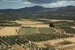 Paysage agricole dans la plaine de la Messara, en Crète.