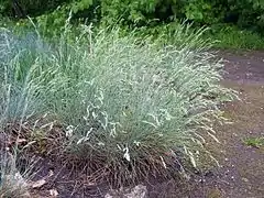 Festuca cinerea (Poaceae).