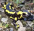 Salamandra salamandra (Salamandridae)