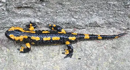 La sous-espèce S. s. terrestris, la plus répandue en France et au Benelux, se caractérise par de grandes taches jaunes plus ou moins organisées en deux bandes parallèles, généralement discontinues, sur la tête et le dos. Ces taches sont plus désorganisées sur la queue.