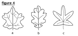 Différentes formes de feuilles découpées