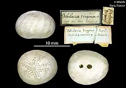 Fibularia ovulum trigona