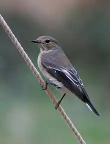 Une femelle Gobe-mouche noir, perchée sur une corde