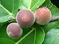 Fruits du Ficus aspera.