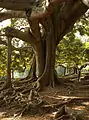 Tronc de Ficus benjamina, appelé localement beringin ;