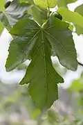 Ficus carica, feuille