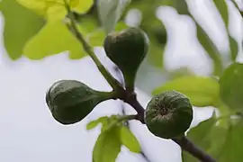 Ficus carica, fruit