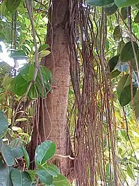 Ficus elastica