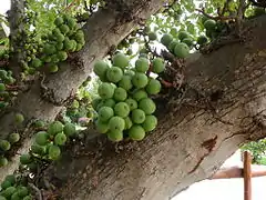 Ficus lutea (fruits)