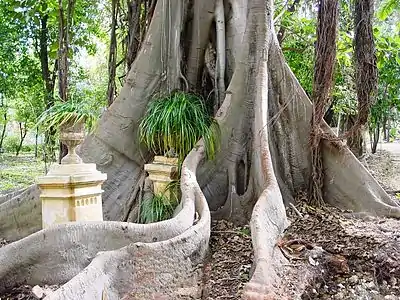 Au Jardin botanique de Palerme