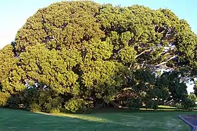 Description de l'image Ficus obliqua at Princes Highway Milton New South Wales.JPG.