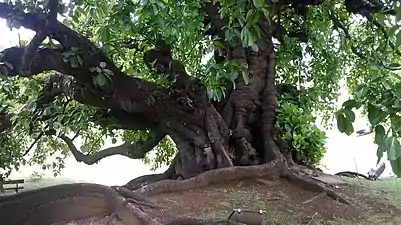 Vue de l'arbre et de ses racines en voile.