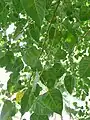 Feuilles de Ficus religiosa