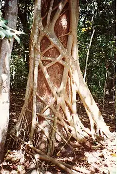 Description de l'image Ficus watkinsiana on Syzygium hemilampra-Iluka.jpg.