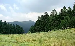 Abies religiosa.