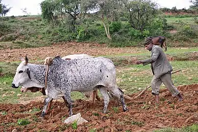 Labour à l'araire au Tigré, Éthiopie, 2013