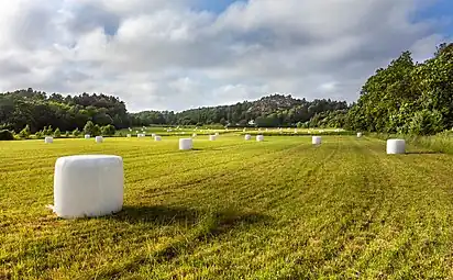 Champ dans le village de Brastad, avec des balles pour l'ensilage. Juin 2019.