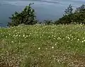 Prairie mêlant Mort de camas (fleurs blanches) et Camas commune (fleurs bleues ou blanches)