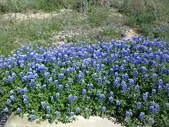 Lupinus texensis.