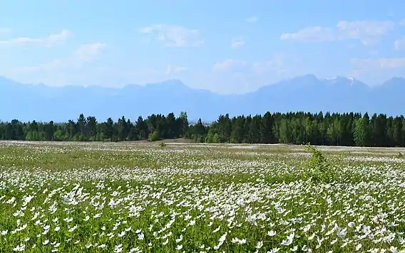 Champ d'anémones sauvages .