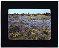 Frances Benjamin Johnston, Field of poppies and lupin, photographie (diapositive, coloriée à la main), 1917.