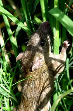 Description de l'image Field rats infesting rice plants (11058917815).jpg.