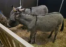 Dans un enclos paillé, deux petits ânes gris se tiennent debout.