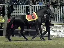 Dans la carrière d'un hall d'exposition, un cheval noir bridé et équipé d'un surfaix marche en main sur la piste.