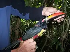 Description de l'image Fiery-billed Aracari.jpg.