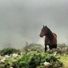 Dans un paysage broussailleux, très brumeux en arrière-plan, se tient presque de face un poney bai, le regard au loin.
