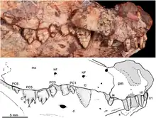 Photo et dessin des dents de l'holotype.