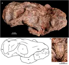 Photo et dessin du second crâne connu de Bonacynodon, vu de droite, et gros plan d'une canine