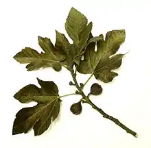 Figue et feuilles de figuier