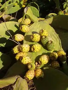 Des figues de Barbarie, fruits d'un cactée Opuntia ficus-indica devenu endémique sur l'île.