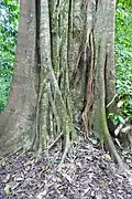 Ficus aurea, le figuier étrangleur.