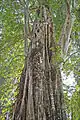 Sralao parasité par un figuier étrangleur Ficus altissima qui l'enserre totalement.