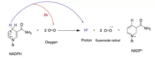 (en) Réaction globale de formation d'ion superoxyde à partir de NADPH.